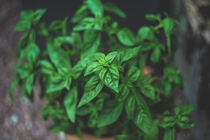 green leaf plants